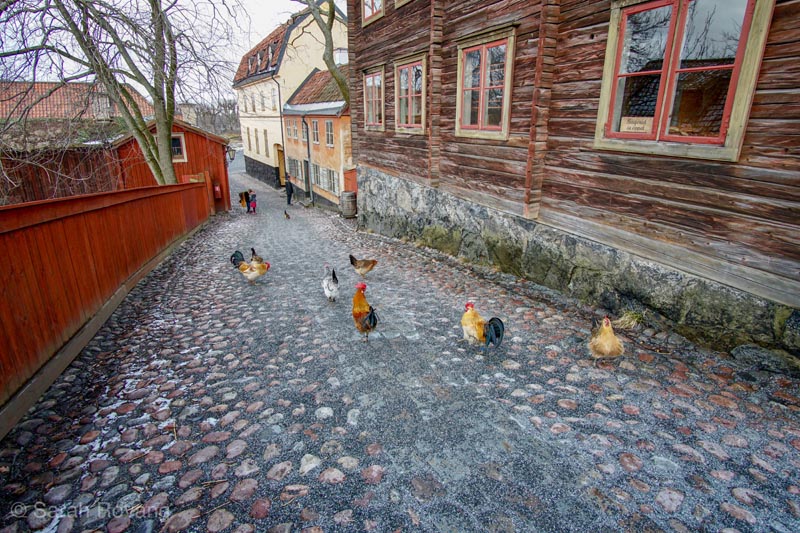 09SkansenChickens