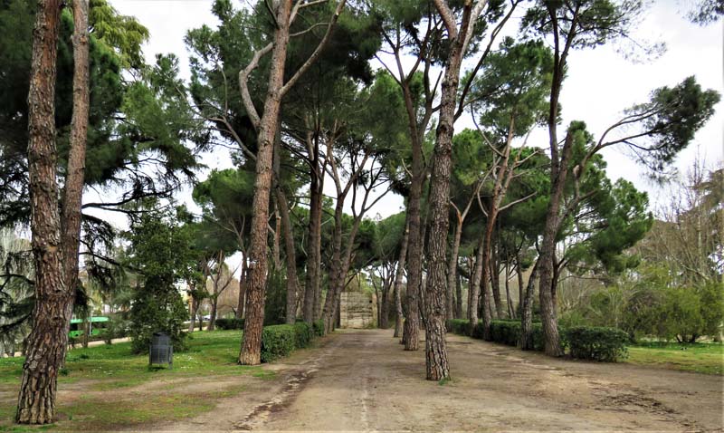 rows of trees