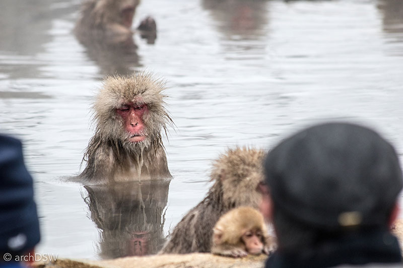19_170218_JigokudaniMonkeyPark-71 19_170218_JigokudaniMonkeyPark-71