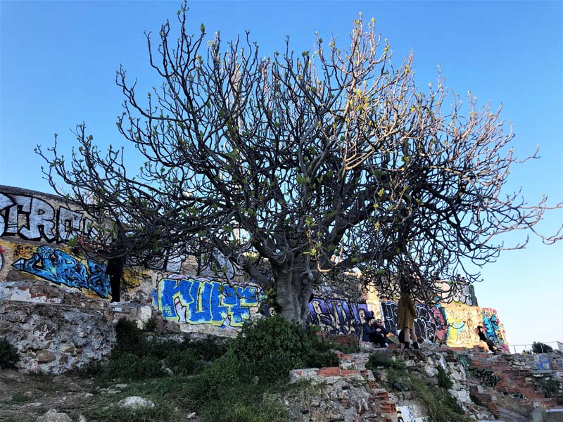 tree on hill with graffiti-covered bunkers behind