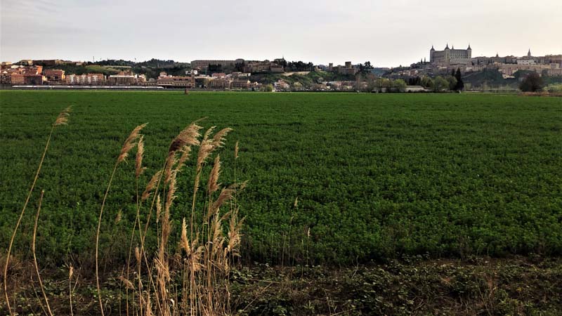 tall grass in foreground, grassy expanse with buildings in background