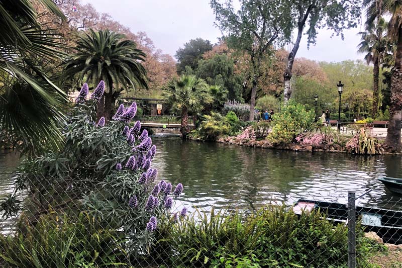 pond surrounded by flowers and plants