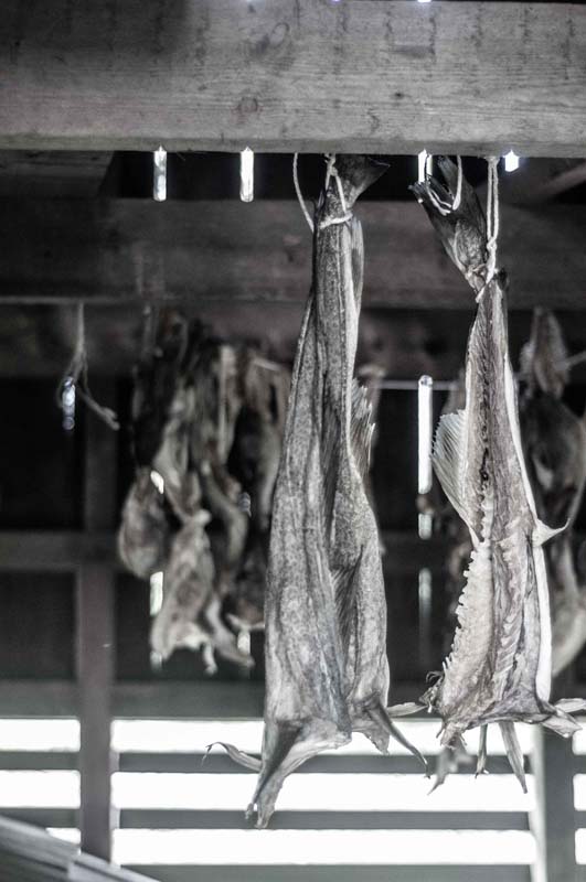 drying cod fish