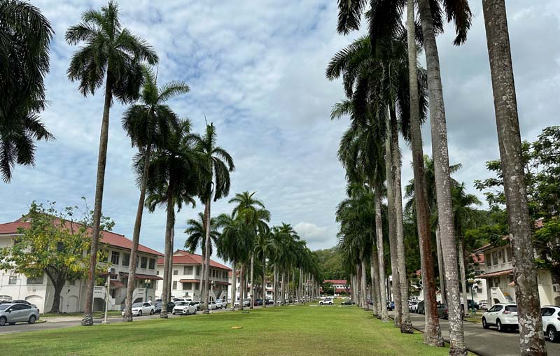 parkway with palm trees