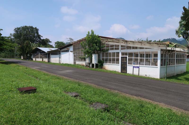 Banana plantation buildings