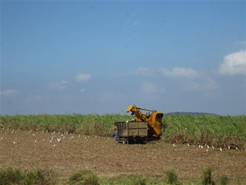 On the way to Finca Manacas--cutting cane